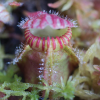 icones articles/cephalotus.png